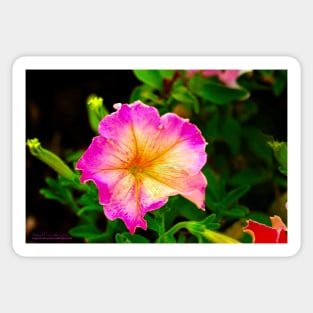 Light Magenta Petunia Sticker